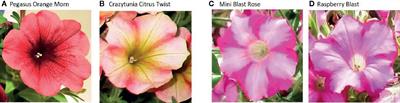 Molecular Characterization and Event-Specific Real-Time PCR Detection of Two Dissimilar Groups of Genetically Modified Petunia (Petunia x hybrida) Sold on the Market